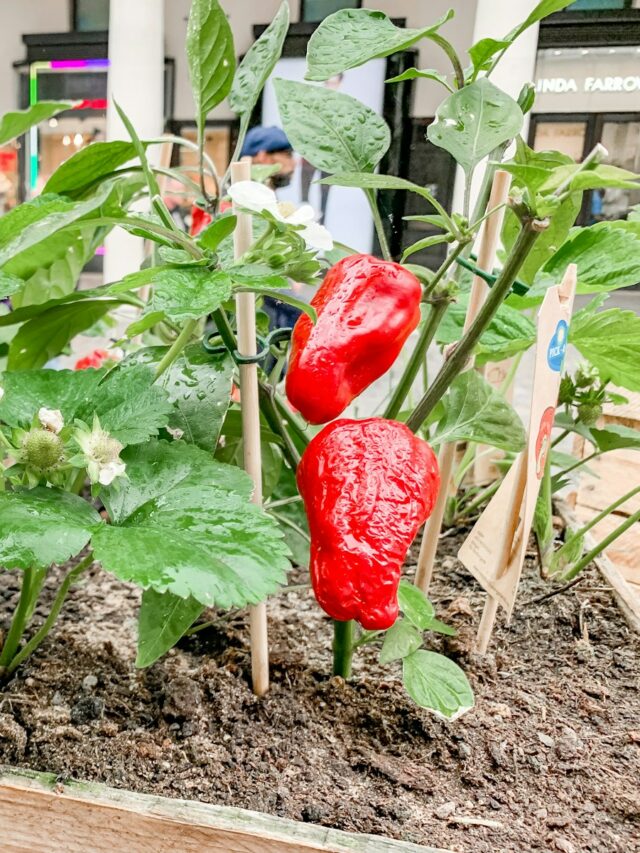 7 Common Mistakes Everyone Makes When Growing Peppers