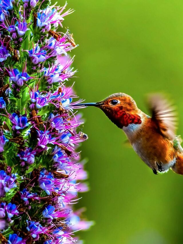 Best Climbing Flowers for Hummingbirds in Container Gardens