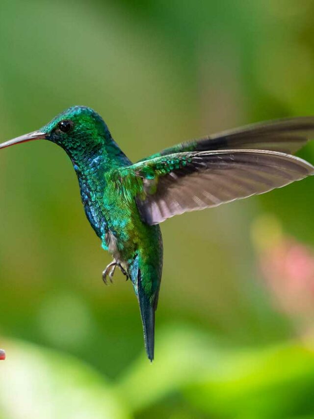 Common Mistakes People Make When Helping Hummingbirds Migrate in September