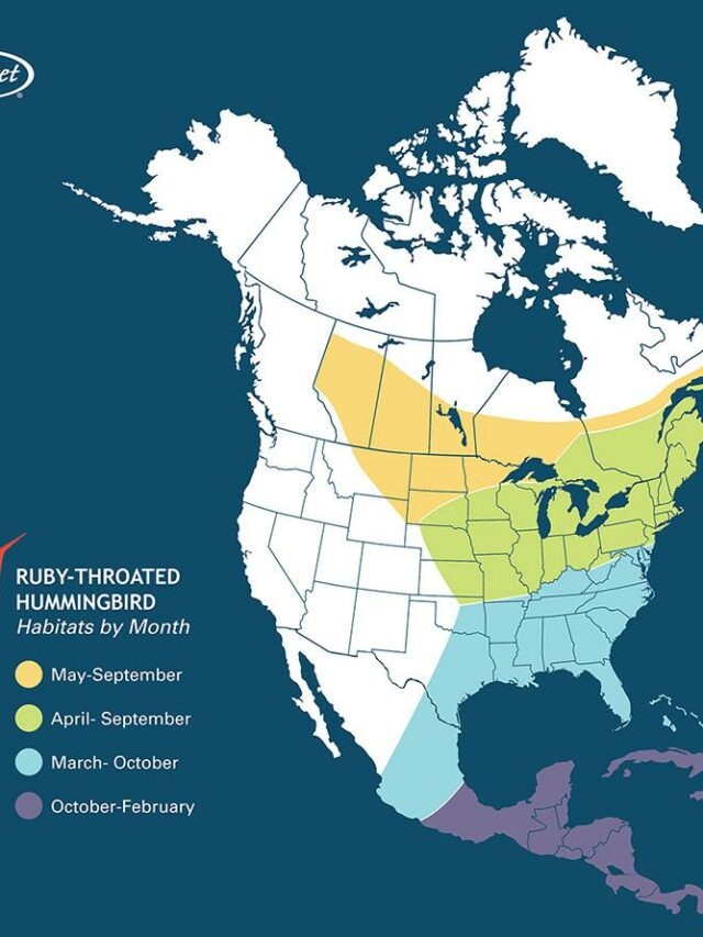 How Long Does Hummingbird Migration Last in September? Here’s What to Know