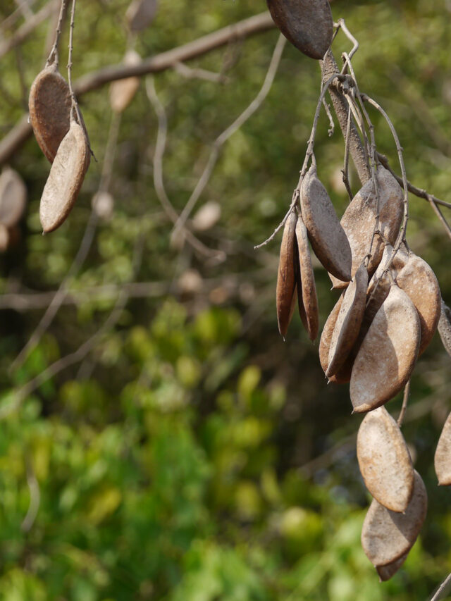 How Pongamia Trees Can Help Restore Degraded Agricultural Land