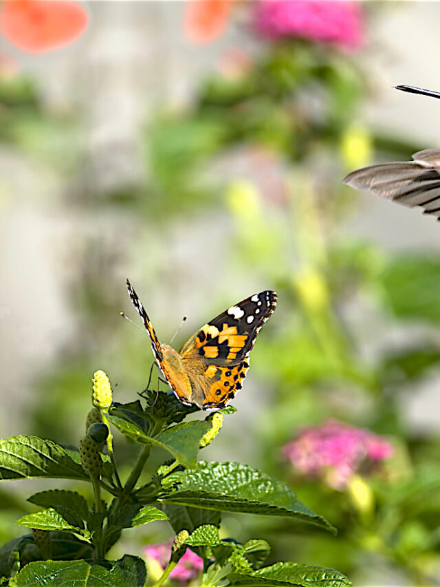 How to Create Vertical Gardens That Appeal to Hummingbirds