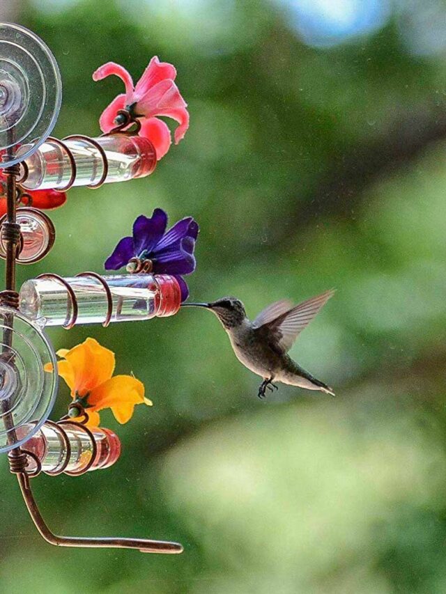 How to Maintain a Flowering Container Garden That Attracts Hummingbirds Year-Round