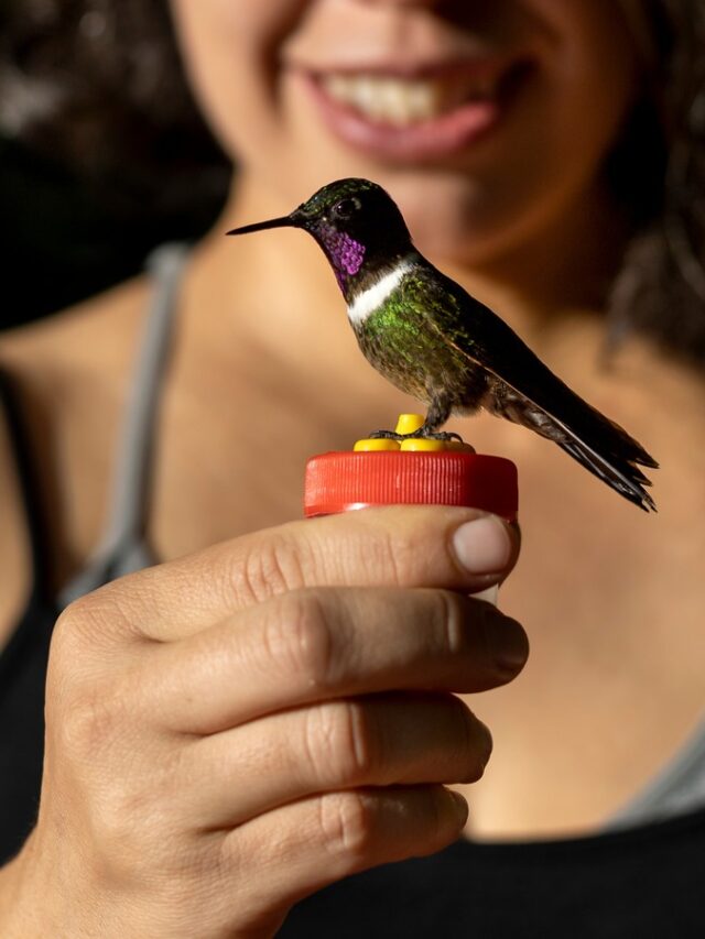 How to Prepare Your Garden for Hummingbird Migration in September