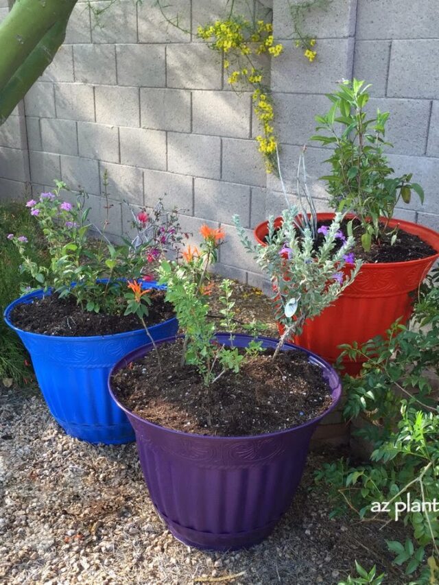 How to Start a Beginner’s Hummingbird Container Garden on a Budget