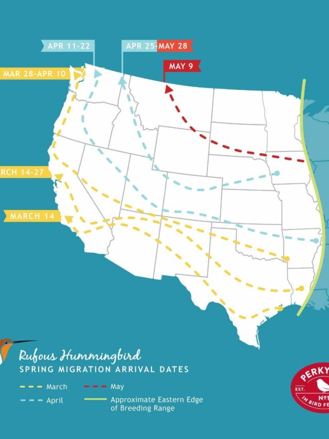 Hummingbird Migration Patterns: Where Do They Go in September?