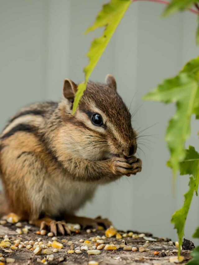 The Best Pets for Keeping Chipmunks Out of Your Yard