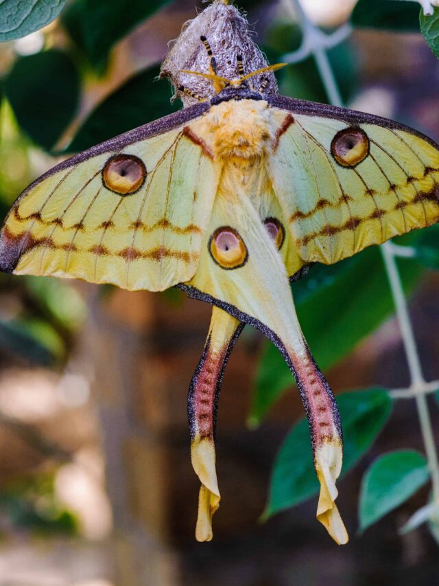 Unveiling the Beauty of Nocturnal Moths