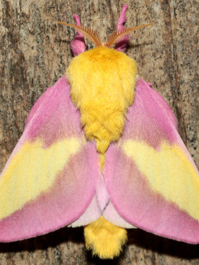 The Most Spectacular Moths with Unique Colorations