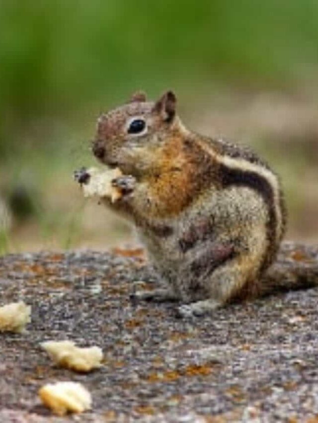 How to Safely Relocate Chipmunks from Your Property