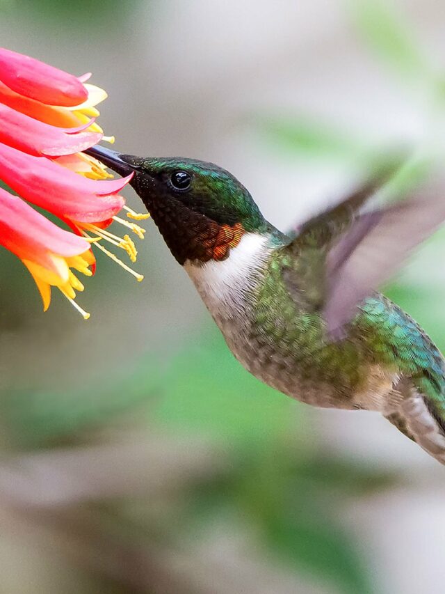 The Role of Flowers in Hummingbird Migration: What to Plant for September Travelers