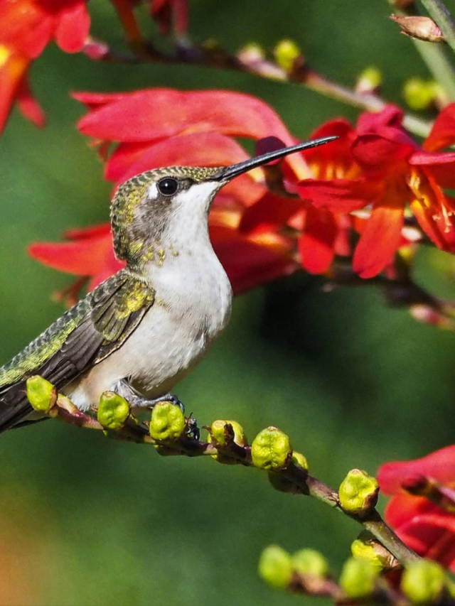 Top Nectar-Rich Container Garden Flowers That Hummingbirds Adore