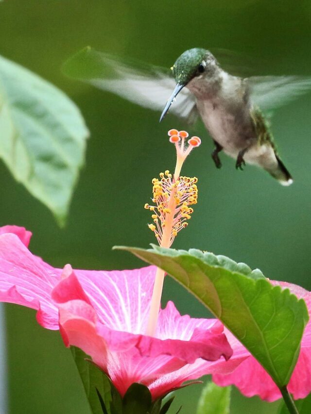 Top Ways to Support Hummingbirds in September as They Travel South