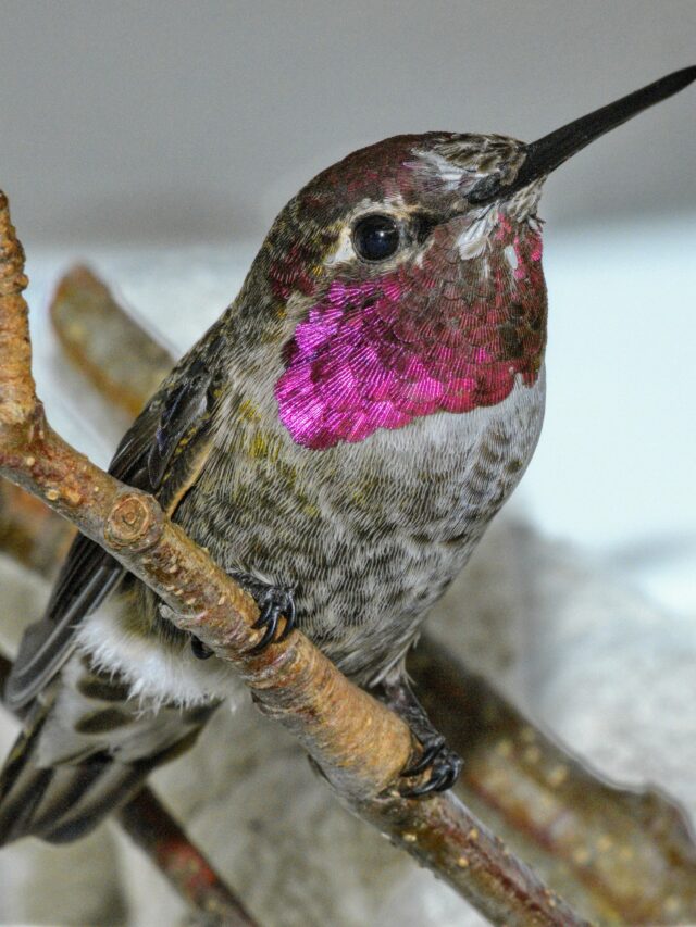 What to Feed Hummingbirds During Their September Migration